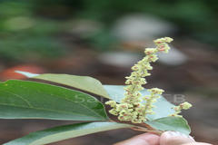 Mallotus philippensis